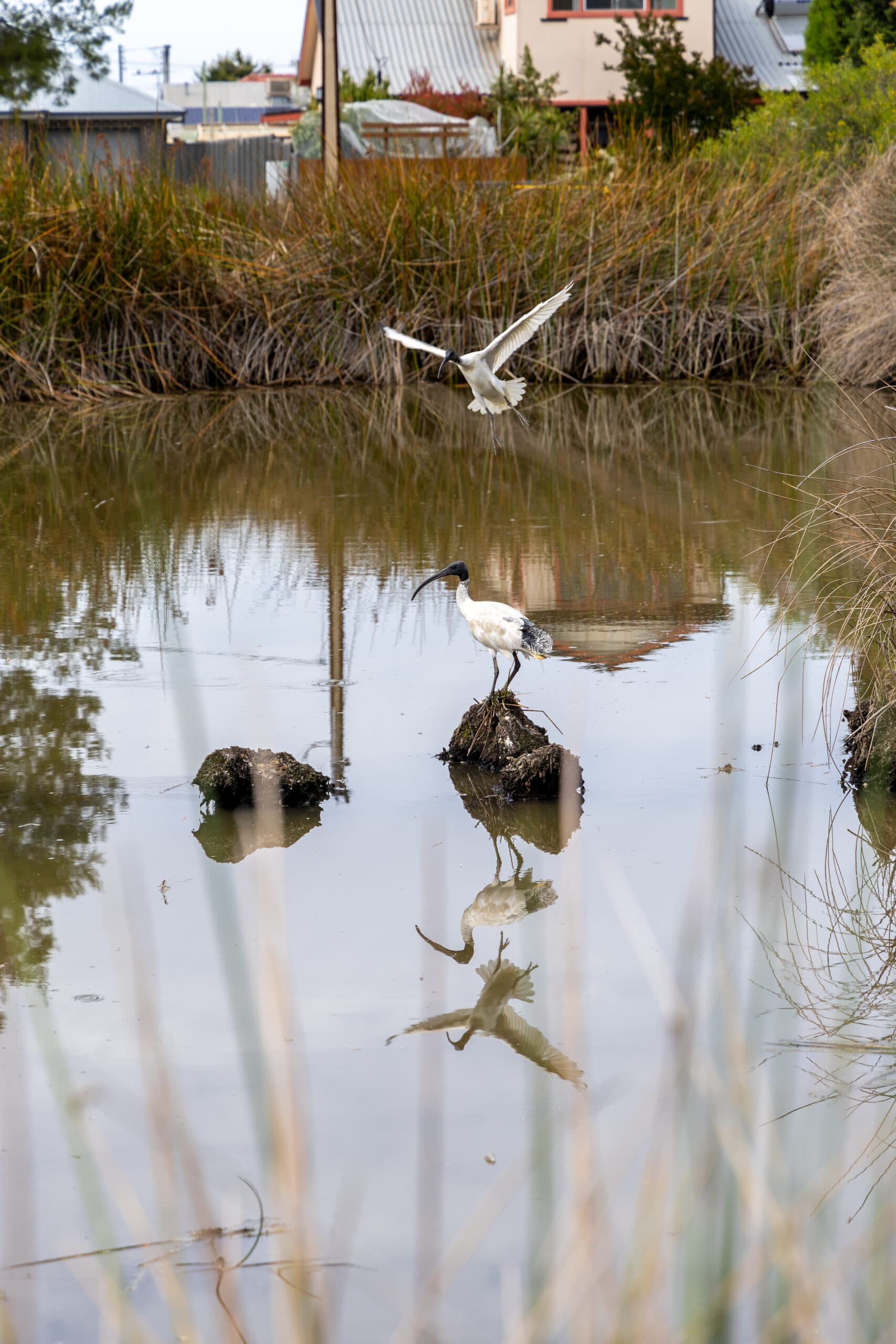 Cooke Reserve wetlands — a local natural area in Adelaide's western suburbs.